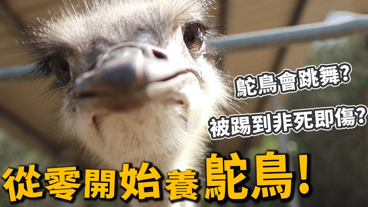 【從零開始養】鴕鳥會跳舞!被踢到會重傷?大便像狗的?【許伯簡芝】