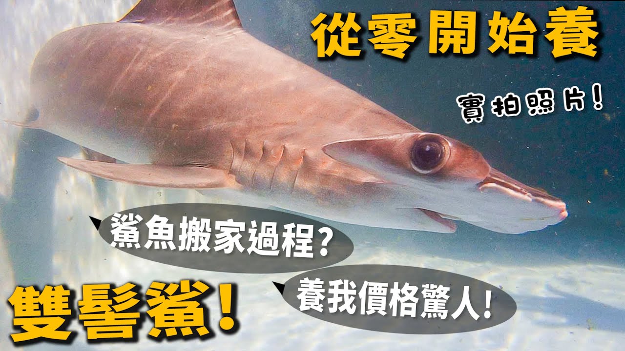 【從零開始養】雙髻鯊!鯊魚怎麼搬家?飼養價格驚人!餵食很療癒!【許伯簡芝】(鯊魚下)