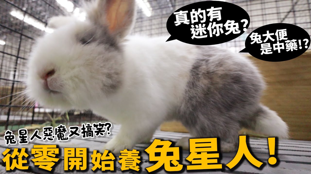 【從零開始養】兔子!真的有迷你兔?上百隻等包養!母兔也會亂騎!!【許伯簡芝】
