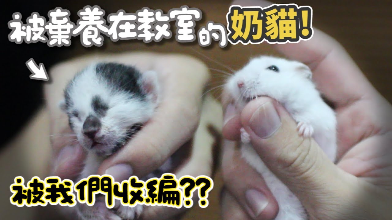 【從零開始養】狼貓!為什麼像狼人?長很帥卻禿頭?15隻貓賣萌!店內曾發生靈異事件?【許伯簡芝】Lykoi