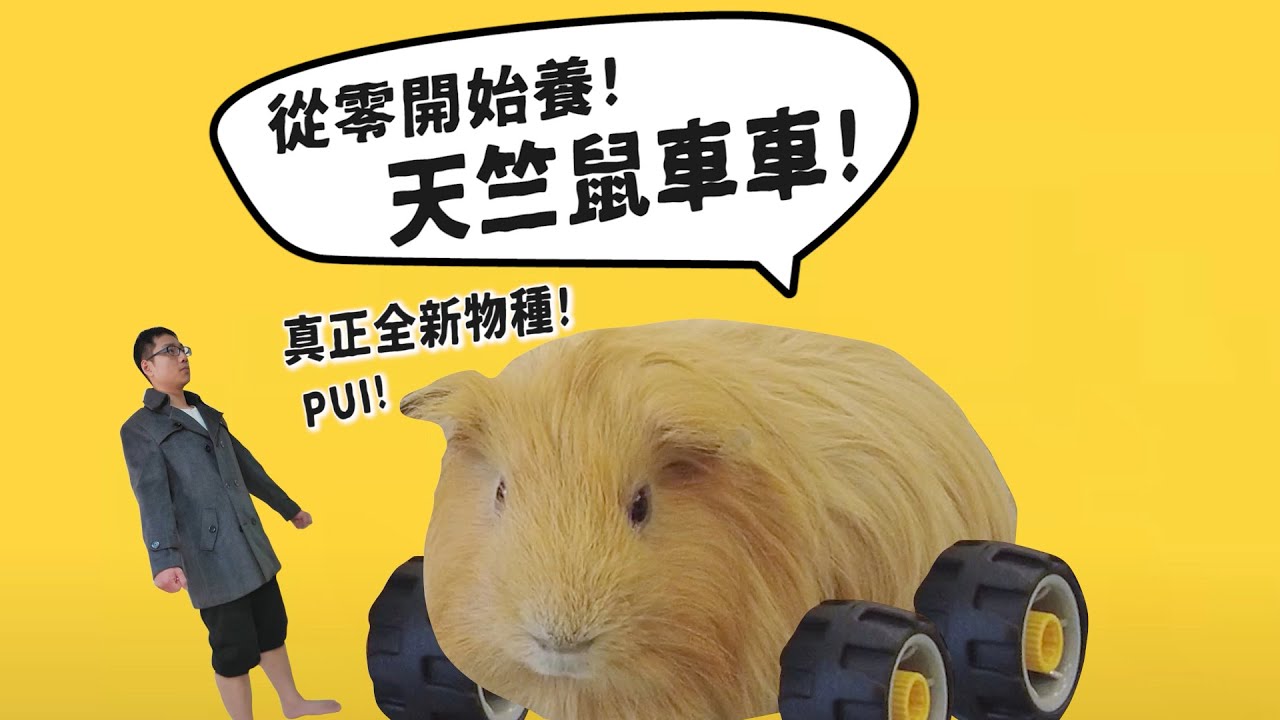 【從零開始養】天竺鼠車車!真的全新物種!療癒吃播!飼養教學!如何成為車車老司機?【許伯簡芝】豚鼠、荷蘭豬、Guinea Pig