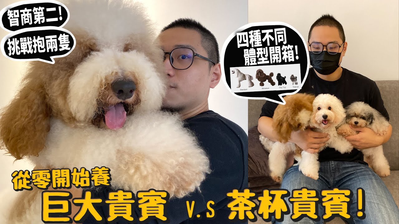 【從零開始養】薩摩耶!微笑天使卻咬爆遙控器、内衣小偷?是求婚鑽戒!幫忙求婚!颱風天依然要遛狗?【許伯簡芝】