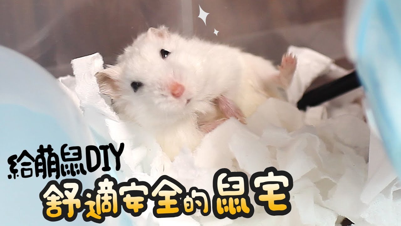 《倉鼠人DIY》鐵籠可能卡死倉鼠?替倉鼠DIY整理箱鼠宅吧!(飼養分享)