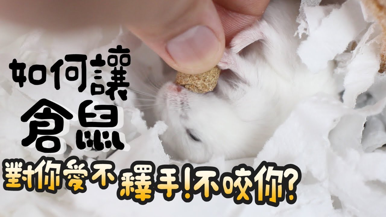 【從零開始養】天竺鼠飼養秘笈！洗澡打架合籠親人？跟鼠鳥玩土去！【許伯簡芝】飼養分享