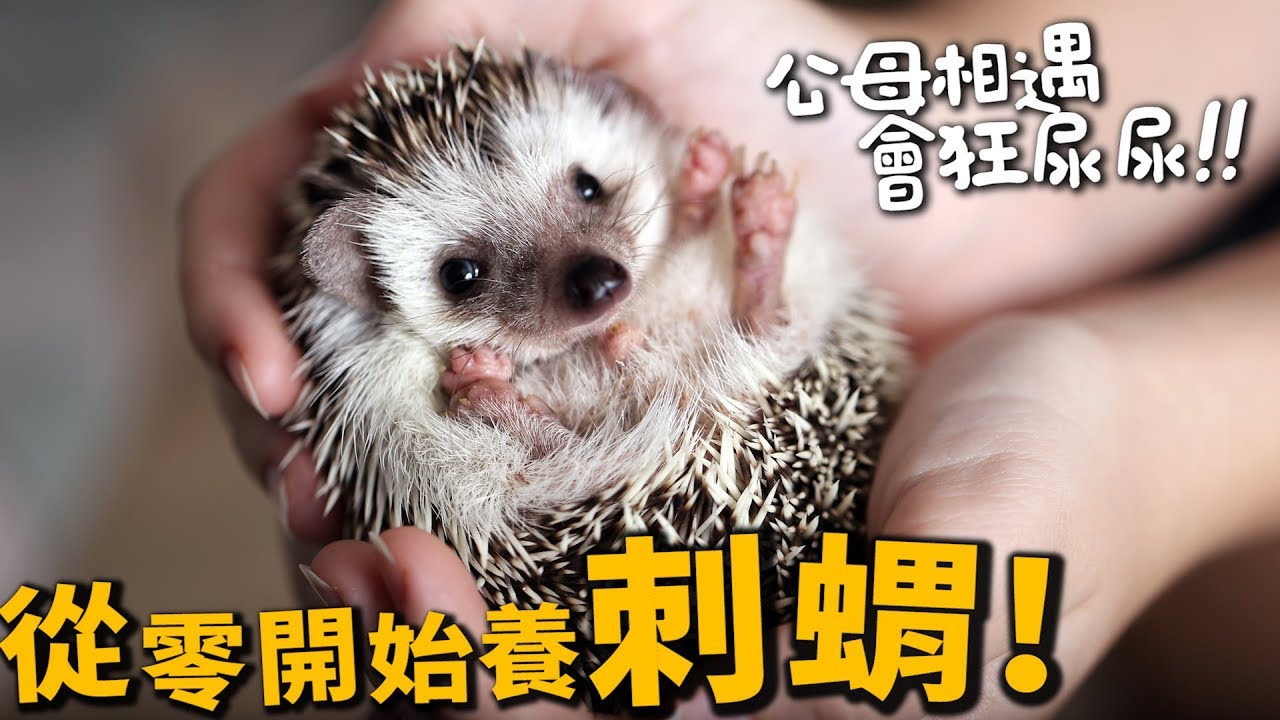 【從零開始養】刺蝟!公母相遇狂尿尿!會刺嗎?【許伯簡芝】