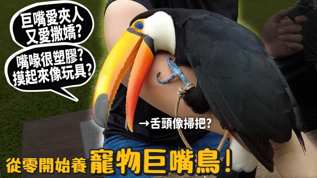 【從零開始養】寵物巨嘴鳥!巨嘴愛夾人又愛撒嬌?嘴喙很塑膠?摸起來像玩具?【許伯簡芝】托哥巨嘴鳥!鳥!