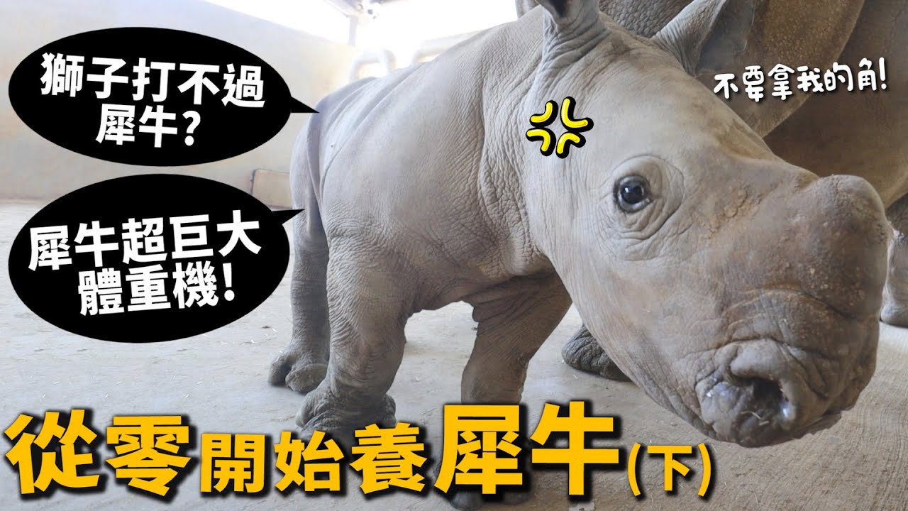 【從零開始養】犀牛(下)獅子打不過犀牛?犀牛角真有功效?巨大體重計!【許伯簡芝】