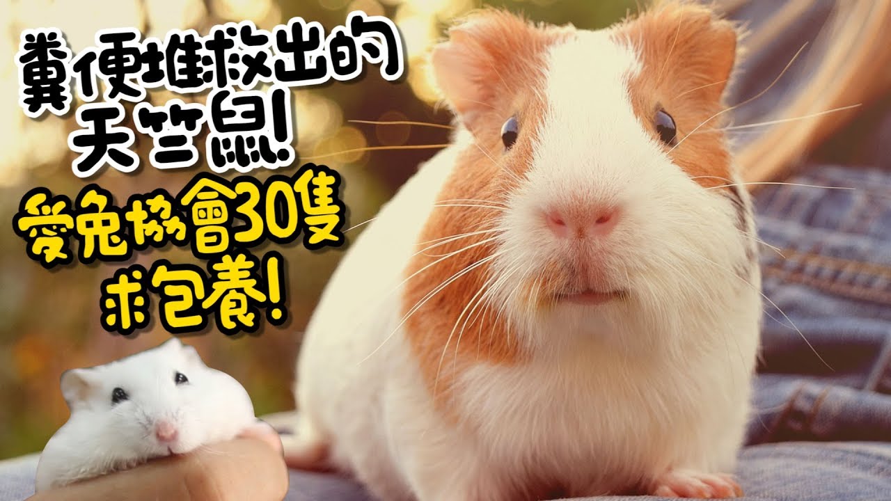 【從零開始養】天竺鼠!30隻在愛兔協會等領養!天竺鼠車車【許伯簡芝】飼養分享