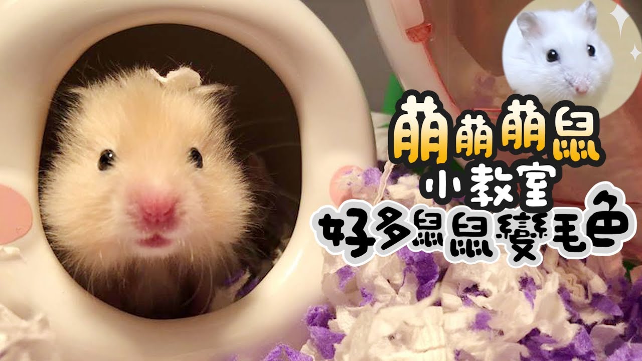 《倉鼠人》萌萌倉鼠小教室 ! 好多鼠鼠變毛色 ! (飼養分享)