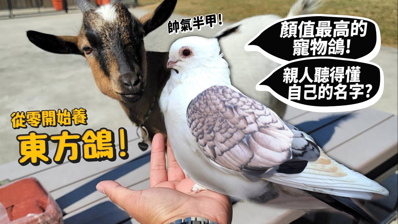【從零開始養】東方鴿!半甲刺青?顏質最高的寵物鴿!親人聽得懂字自己的名字?德爺寵物!【許伯簡芝】