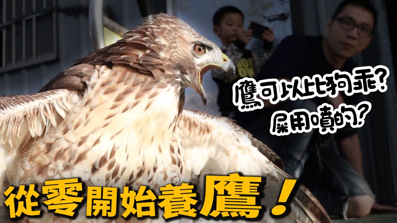 【從零開始養】老鷹可以比狗乖？鷹的屎都是用噴的？【許伯簡芝】