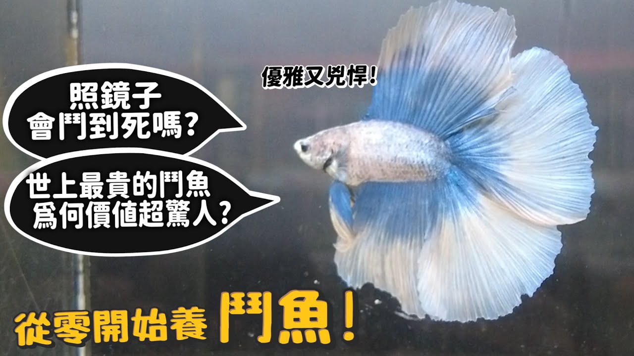 【從零開始養】寵物珊瑚!珊瑚是動物?可以走路?壽命無限?珊瑚武器?海水魚?coral【許伯簡芝】