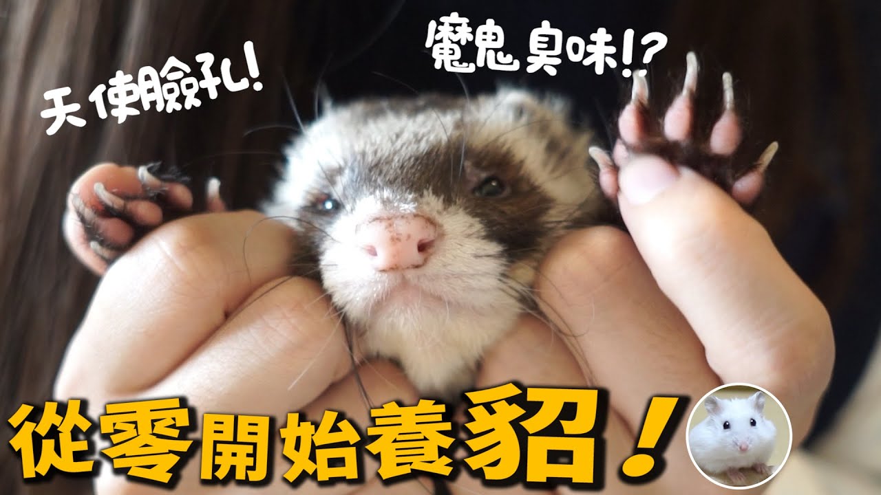 【從零開始養】貂－大膽貂民！天使臉孔魔鬼臭味？好養嗎？【許伯簡芝】