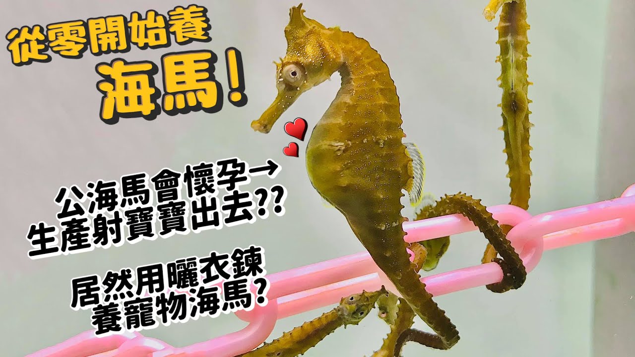 【從零開始養】寵物海馬!大肚子的是老爸?生孩子居然是用射的!?吃東西食物瞬間消失!?交配生子?【許伯簡芝】hippocampus