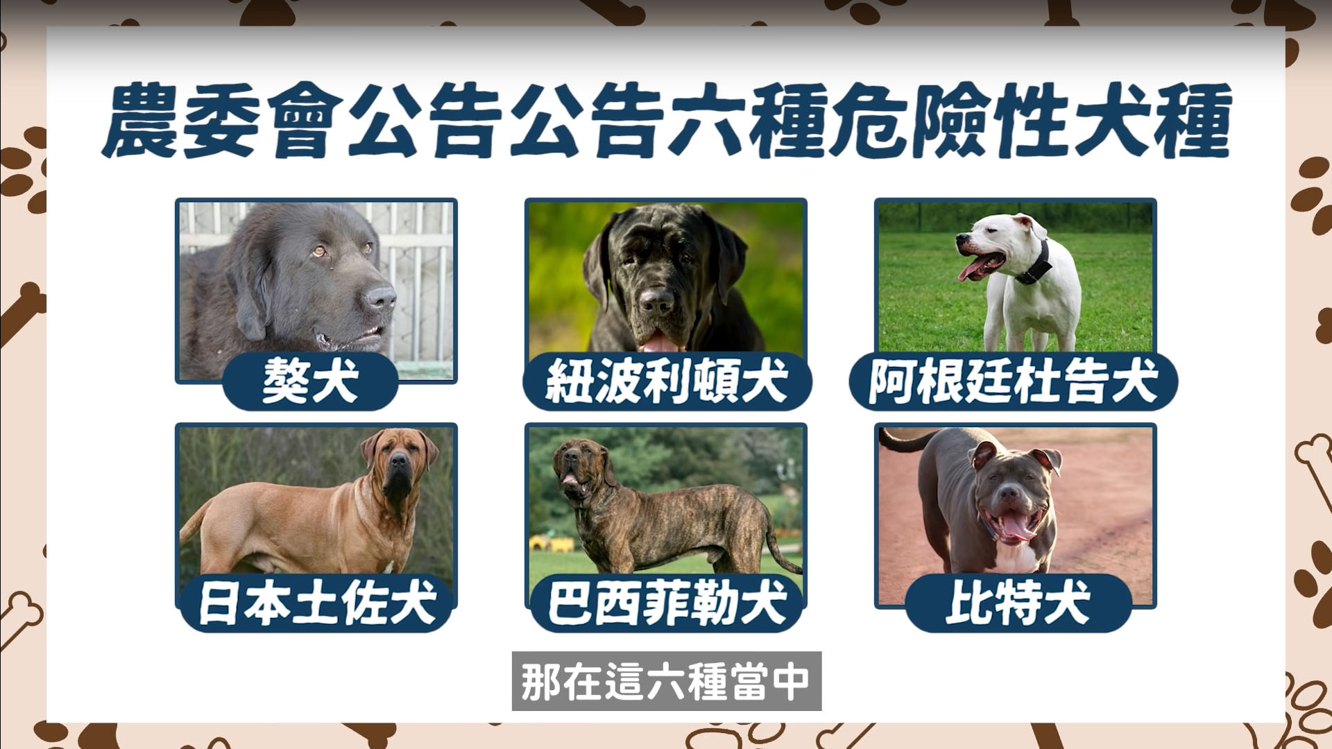 比特犬】比特犬拔河!咬合驚人!咬住不放!即將被禁養的原因?被咬如何自保?Pit Bull - 許伯與簡芝- 倉鼠人｜從零開始養