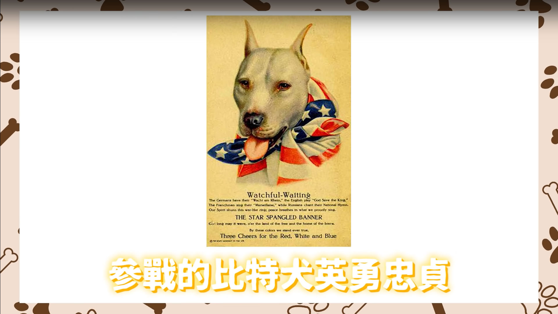 比特犬】比特犬拔河!咬合驚人!咬住不放!即將被禁養的原因?被咬如何自保?Pit Bull - 許伯與簡芝- 倉鼠人｜從零開始養