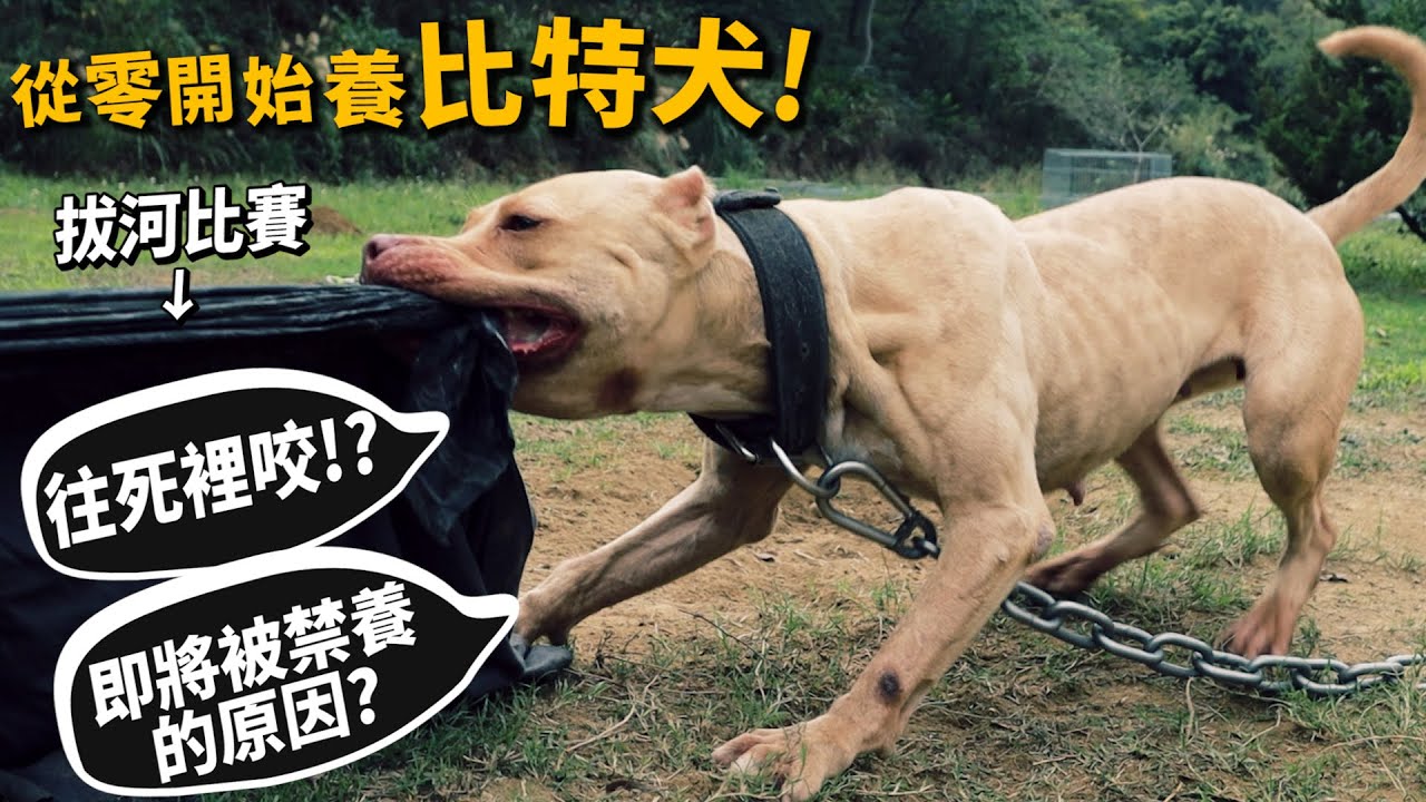 比特犬】比特犬拔河!咬合驚人!咬住不放!即將被禁養的原因?被咬如何自保?Pit Bull - 許伯與簡芝- 倉鼠人｜從零開始養