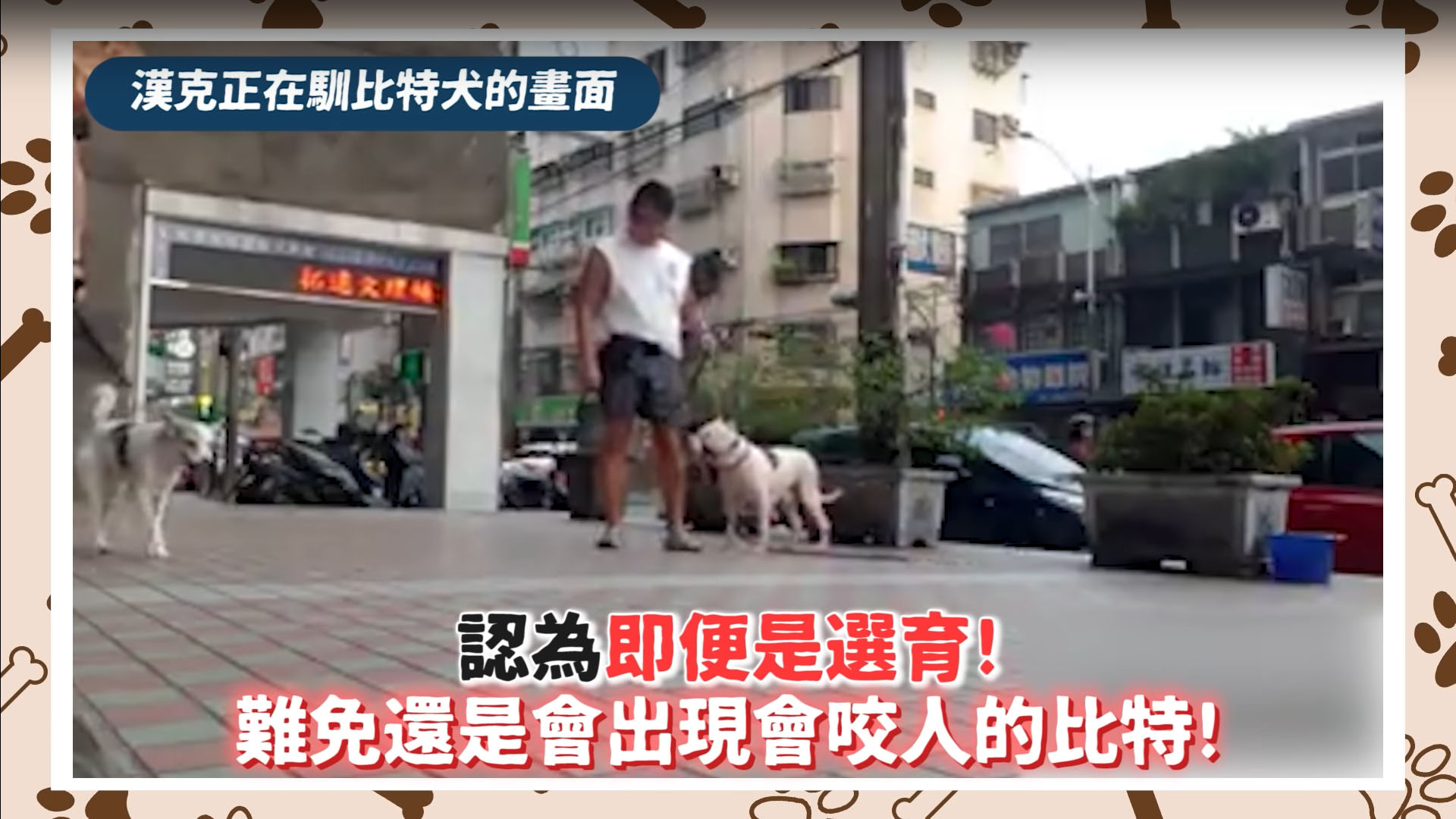 比特犬】比特犬拔河!咬合驚人!咬住不放!即將被禁養的原因?被咬如何自保?Pit Bull - 許伯與簡芝- 倉鼠人｜從零開始養