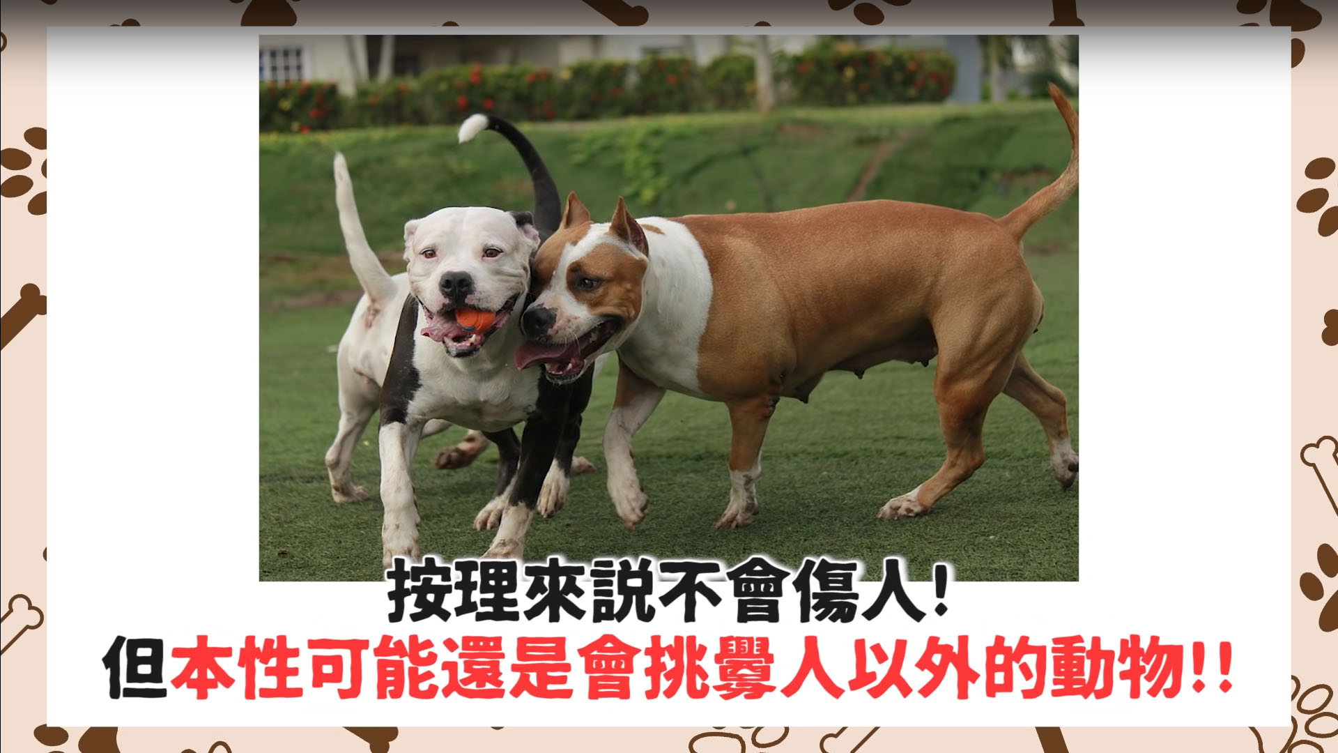 比特犬】比特犬拔河!咬合驚人!咬住不放!即將被禁養的原因?被咬如何自保?Pit Bull - 許伯與簡芝- 倉鼠人｜從零開始養